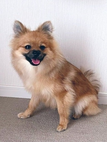 ”笑顔”がチャーミングな生後7カ月の子犬が約1年後には→ひと回りも大きく成長！天真爛漫な「太陽のような存在」に