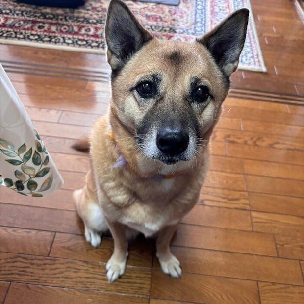 飼い主さんを見つめるこなつちゃん 「そんな目で見ないで」と飼い主さんが