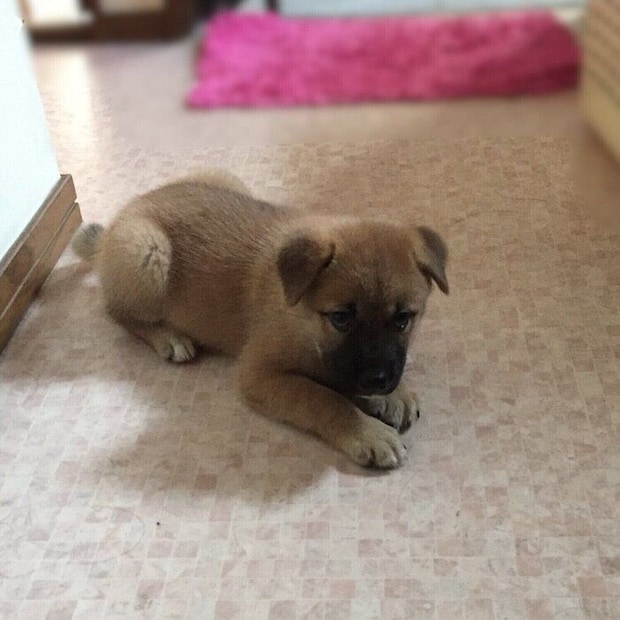 子犬時代のこなつちゃん 小さくてかわいらしい