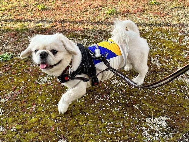 お散歩中のペコくん