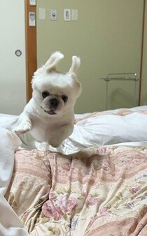 耳の躍動感も最高！ 布団にダイブしてはしゃぐ犬の心理とは？ 獣医師解説