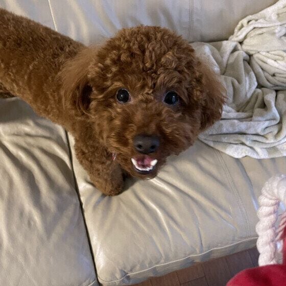 あずき トイ・プードル