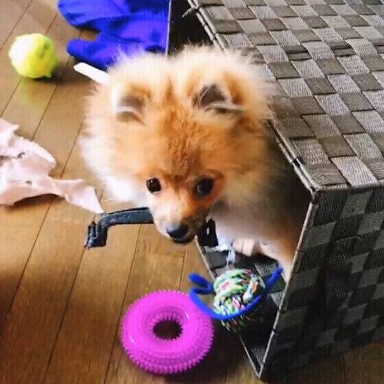 Pomme ポメラニアン