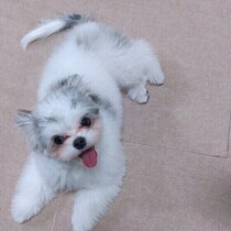 犬が急に部屋を猛ダッシュするのはなぜ？行動に込められた気持ちや理由を解説