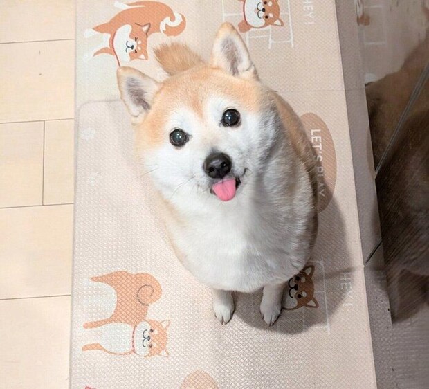 キッチンにやってきたくるみちゃん