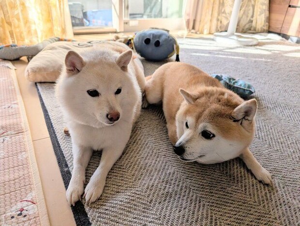 お互いの顔を見る2頭