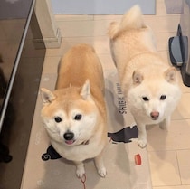 「夕飯が遅い」と並んで抗議する2頭の柴犬　ゴハンが出るまで動かない“圧”の強さにクスッ