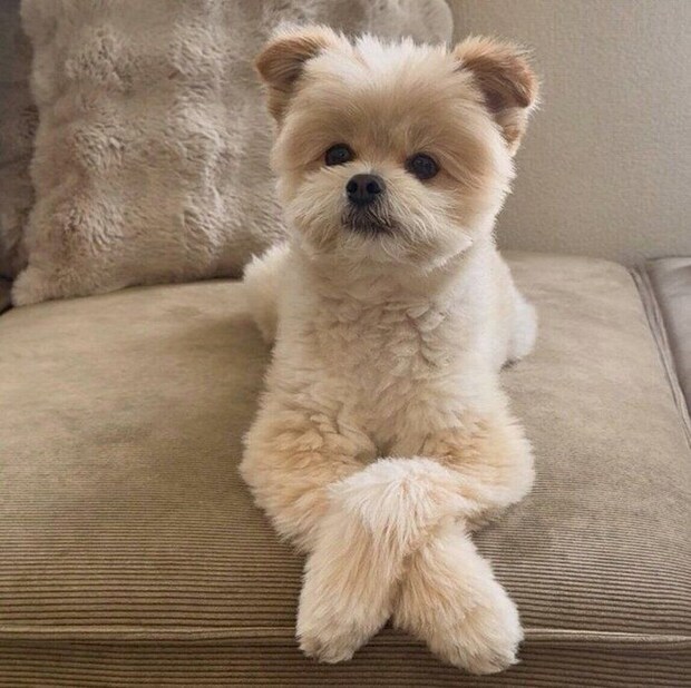 いたずら後のちくわくん