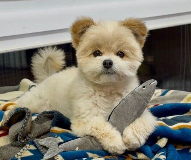 おもちゃをつかむちくわくん