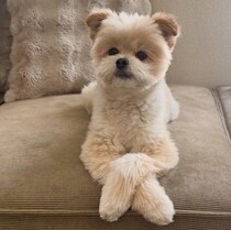 いたずらをしたあとにソファで“どっしり”構える犬　他人事のような落ち着きぶりにクスッ！