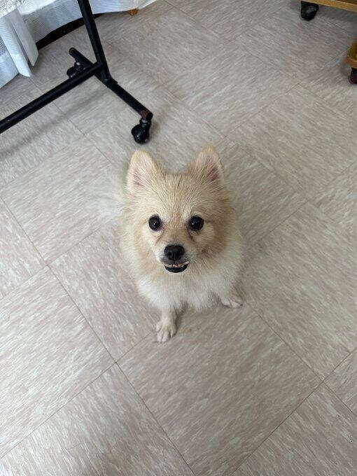 出会った頃の犬