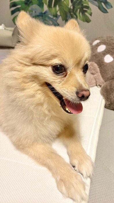 家でくつろぐ犬