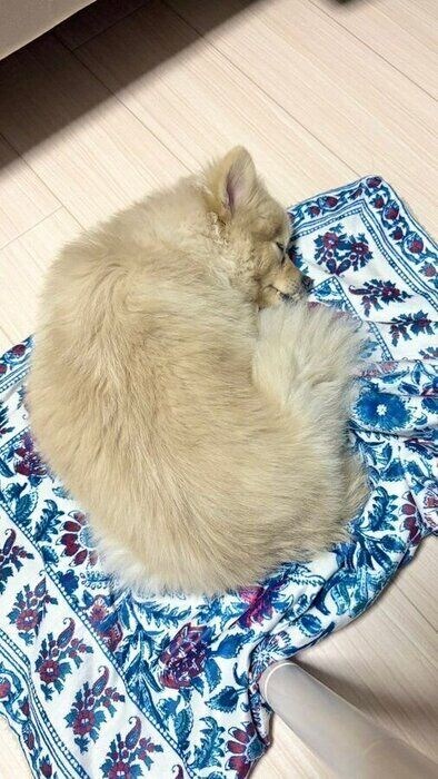 ブランケットの上で眠る犬