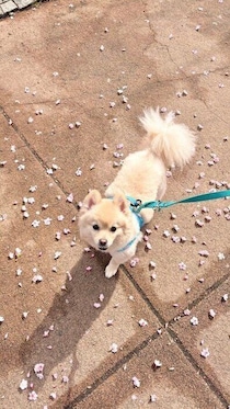 桜の花びらの上を嬉しそうにお散歩する元保護犬の姿にほっこり！飼い主さんにとって「生活に欠かせない存在」に