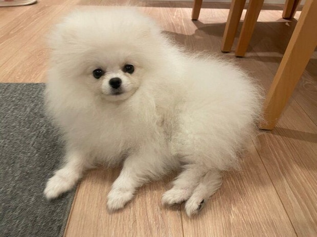 換毛期中のちょむちゃんの様子。