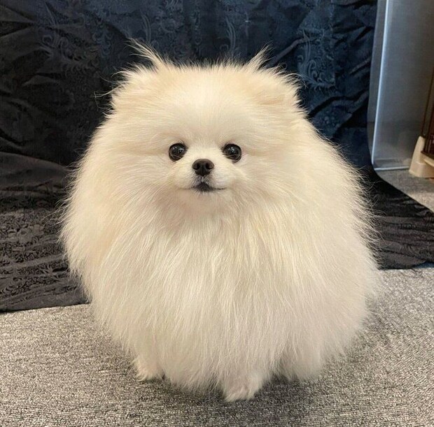 「ツノ」が可愛いちょむちゃん