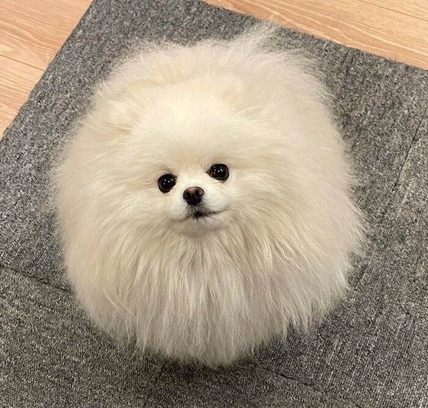 1才になったちょむちゃん