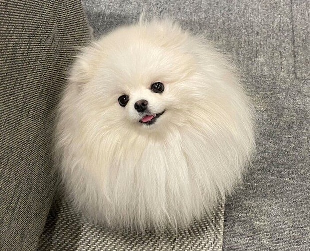 ニコッと笑うちょむちゃん