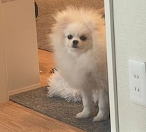 顔周りだけモコモコで“ライオン”みたいなポメラニアンの子犬→1才の今、“まんまるモフモフ”な姿にほっこり