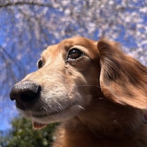 シニア犬が甘えなくなった？ シニア犬が人に甘えなくなる理由と対応