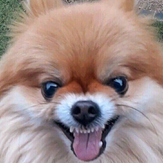 みかん ポメラニアン