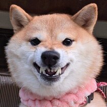 犬が「ムキ顔」をするのはなぜ？　怒っているとは限らない理由や犬の心理を解説