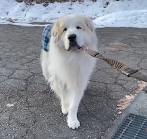 ゆっくりのんびりお散歩するグレート・ピレニーズ　でも行きたい場所にはこだわりたい♪