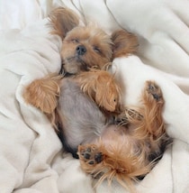 朝起きたらヘソ天で爆睡　「小心者なのにどこでも無防備に眠る」ヨークシャー・テリアにほっこり