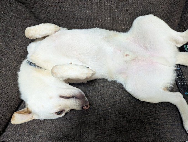 甘える気満々におなかをだすヒノくん