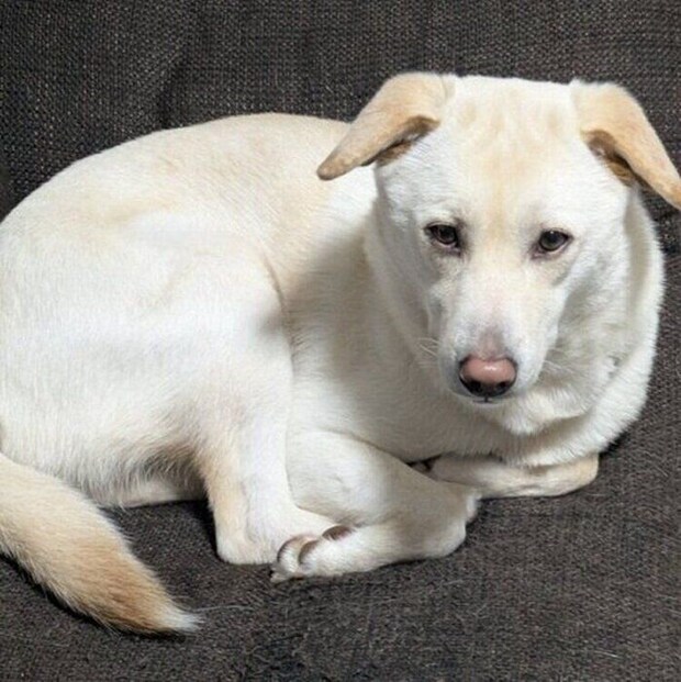 外出する飼い主さんを“にらむように見つめていた”というヒノくん