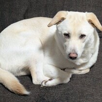 「同じ犬だよね？」飼い主さんの外出時は鋭い視線なのに、帰宅時はあおむけで甘える元保護犬にクスッ！