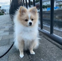 遠くに犬友だちを発見？ 散歩中に座り、ヒョッとのぞき込むポメラニアンの行動の理由を聞いてみた