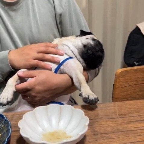 パグのぷくまるくん