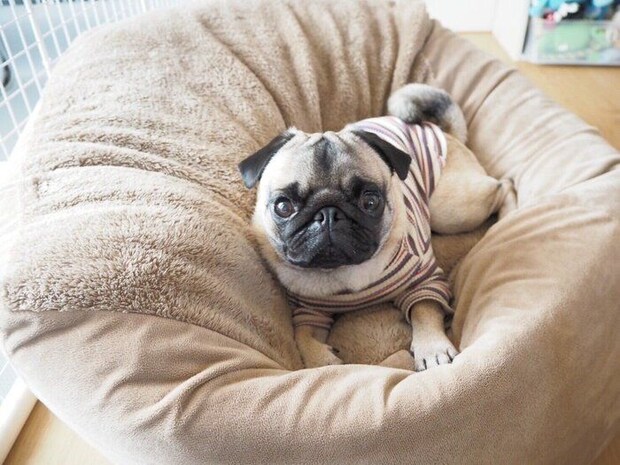 クッションに乗るぷくまるくん