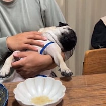 パパさんにトントンされてスヤスヤと眠る犬の心理とは？　獣医師に聞いた！