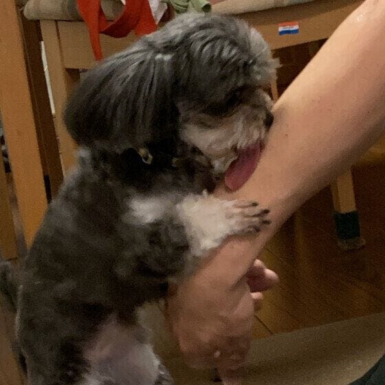  ウルル  Ｍｉｘ（雑種）小型犬