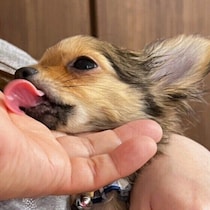 犬が飼い主をペロペロするのはなぜ？　その心理と気をつけたいポイントを解説