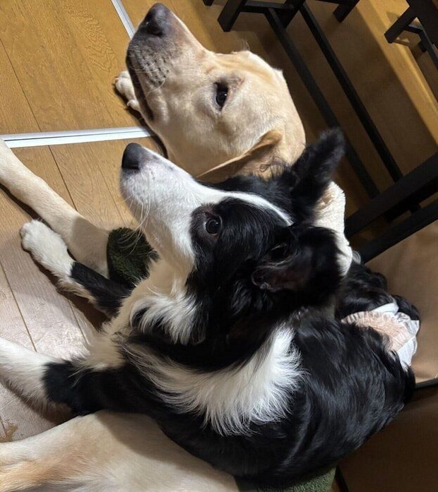 ルナちゃんを受け入れるノアくん