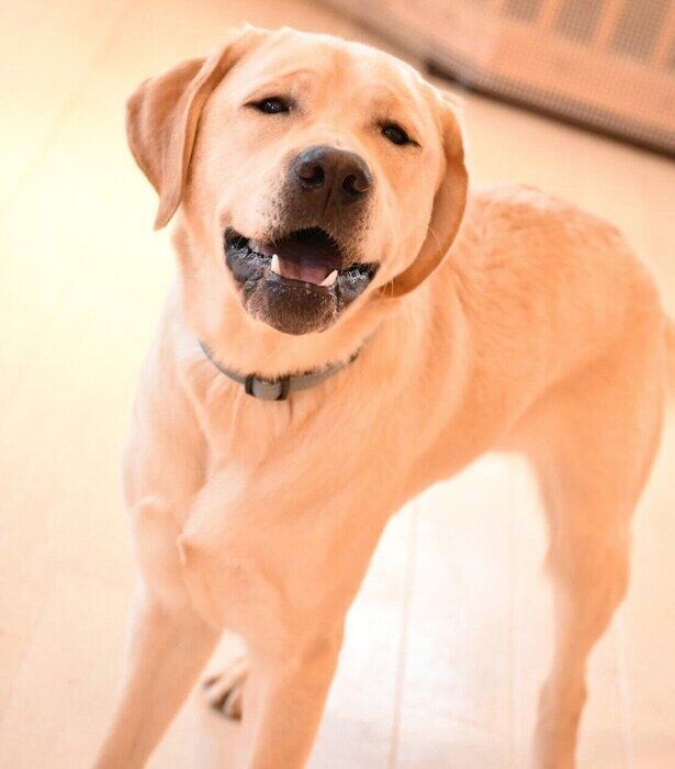 ニコニコ顔のノアくん