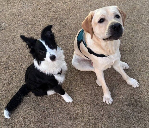 ノアくんと妹犬・ルナちゃん