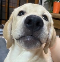 「保護先の家族に涙で見送られた」ラブラドールの子犬→2才に成長した今、「家族を優しく支える存在」に