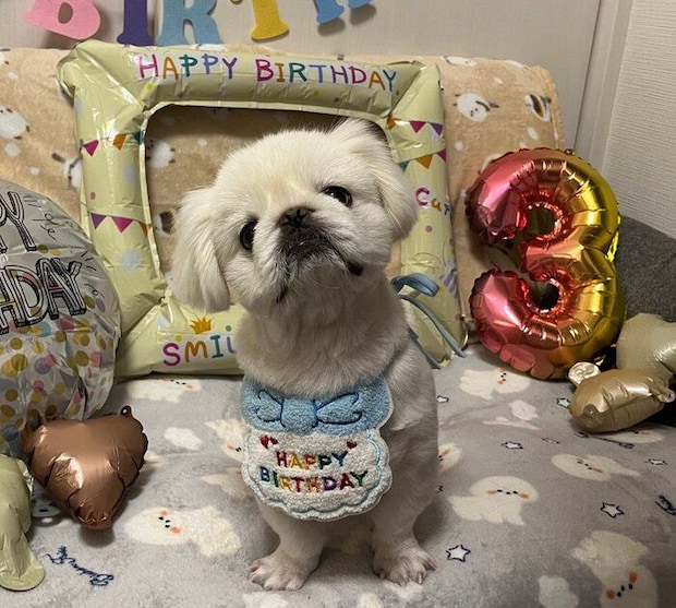 3才の誕生日を迎えたしらたまくん