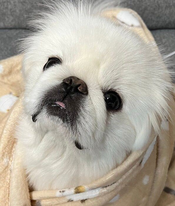 ブランケットにくるまれるしらたまくん