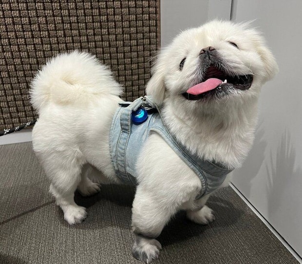 散歩後の楽しそうなしらたまくん