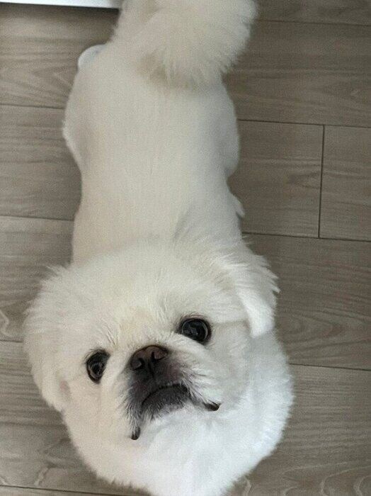 見つめるしらたまくん