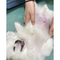 初対面で“ぽんぽこりんおなか”を見せたペキニーズの子犬→3年後、気まぐれで甘えん坊な“猫みたいな犬”に