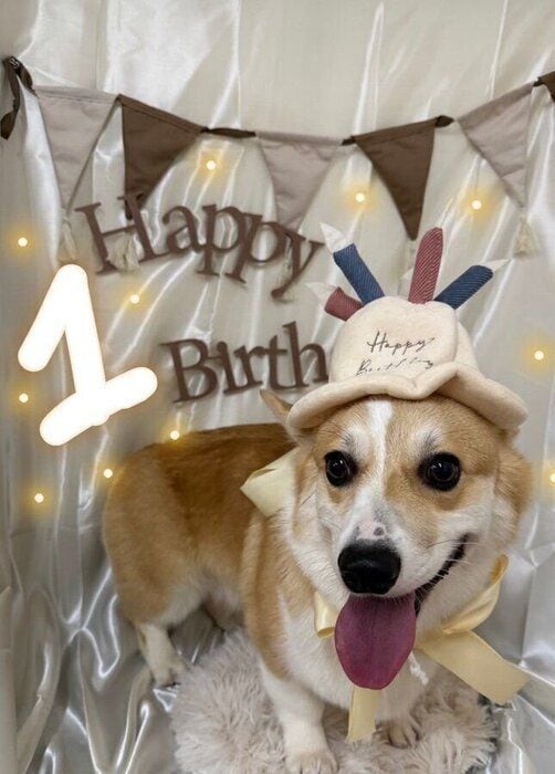 誕生日をお祝いしてもらう犬