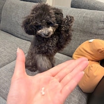 飼い主さんが出した手を「オテ」と勘違い!?　トイプー子犬の愛らしい反応に約4.8万“いいね”集まる