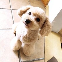 食フンの理由がわからないときの解決策は？　愛犬の「食フン問題」読者実例