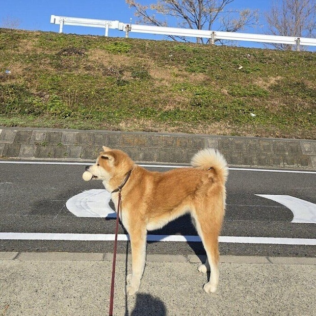 2回目なのにまだ帰りたくない？　散歩中の丸姫ちゃんの様子